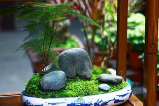 文竹：云片松的别称