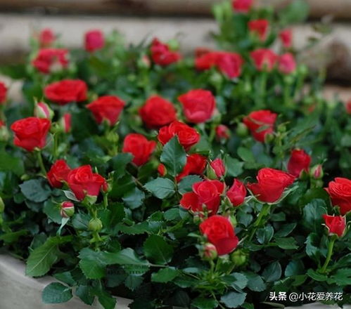 藤本月季：耐阴又抗病的小绿叶