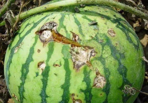 防治范围：广而全