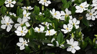 栀子花VS茉莉花：花语、香气大不同
