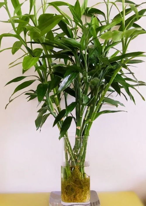 水培绿豆种植指南：打造绿意盎然的小世界