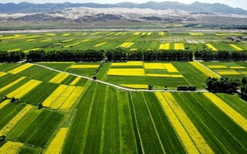 北方农业:种植业为主