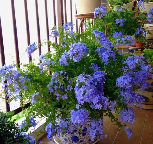 夏天开的花有哪些？这几种花好养又好看