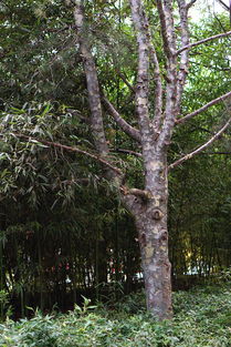 白皮松的价值：不仅是观赏， 还有实用