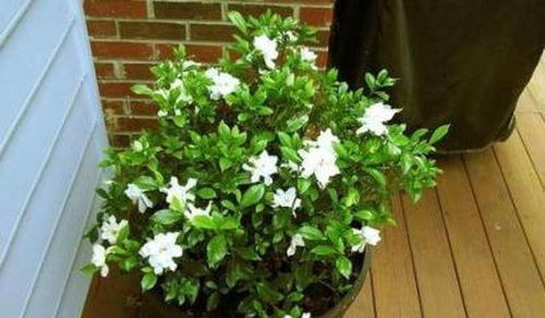 五色梅：温柔的杀手