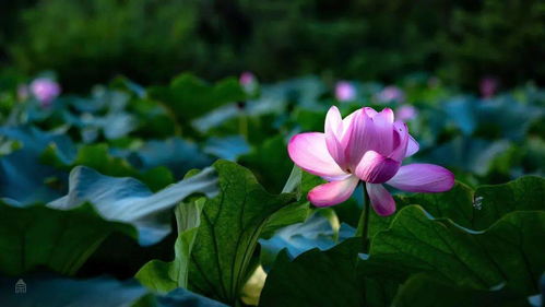 夏日荷塘，莲藕何时种蕞妙？