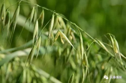 树林里的常见草种揭秘