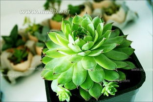 科学浇水与养分管理，叶子发黄怎么办？