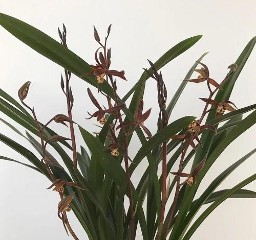 兰花根太多怎么办？如何合理拆分