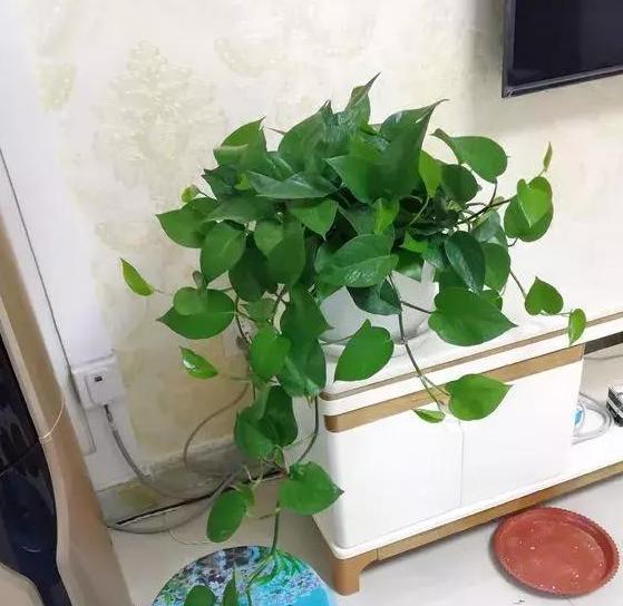 如何科学养护吊兰老桩，使其在室内打造出一片生机勃勃的绿色空间