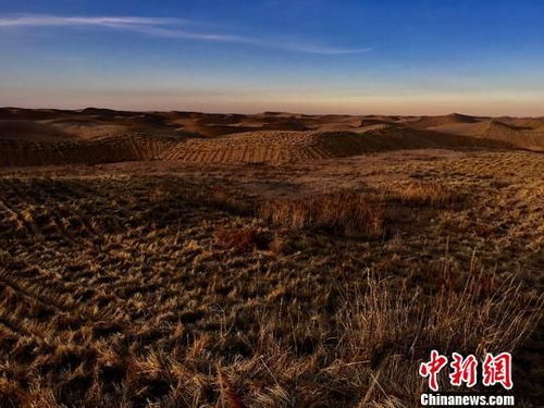 五、 新疆沙漠绿化治理中的草籽选择方法