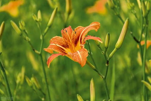 花卉的世界， 美食的天地