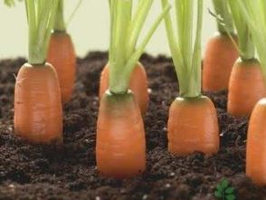 胡萝卜：凉爽天气里的宝贝