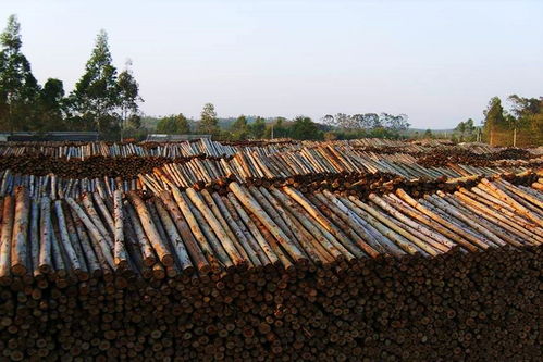 桉树价格波动大，桉树木材市场行情如何