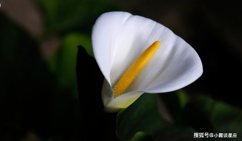 白莲花：纯洁无瑕