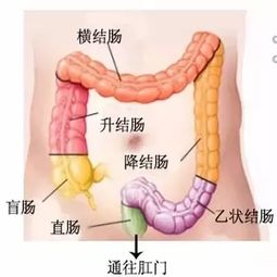 鸡拉血吃什么药？肠道出血有几种原因？