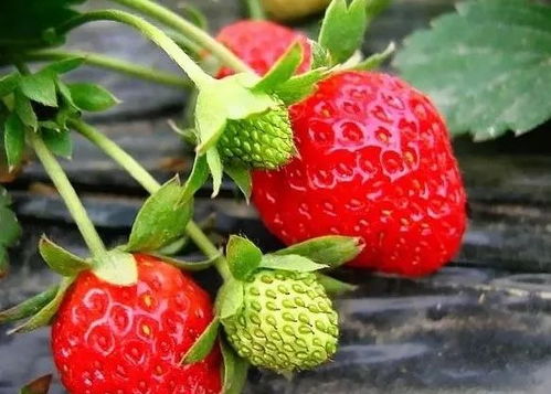 草莓冷冻悲剧，生活小技巧来帮忙