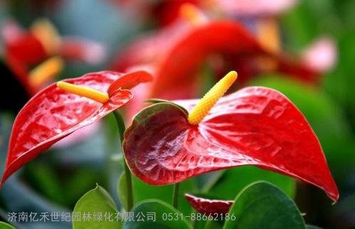 红双喜花，又名红掌