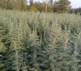 大雪松小苗的成长