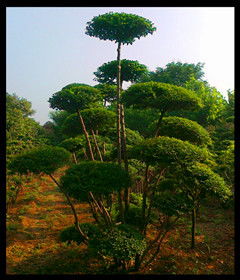 鄢陵小叶女贞造型树销售与价格趋势