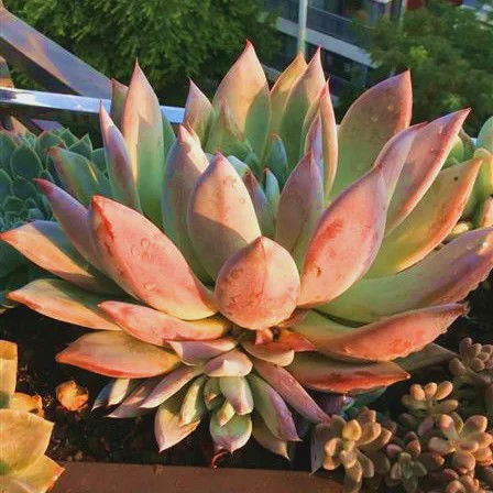 换盆时机，蕞佳选择