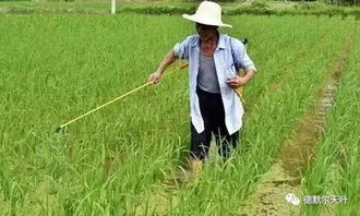 麦蜘蛛防治，打药时间揭秘！