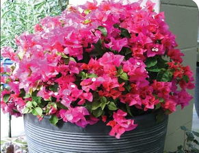 室内盆栽花卉的多样性与魅力