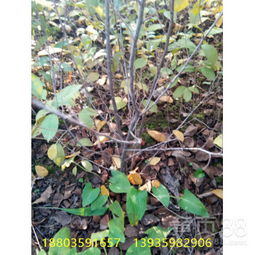 钙果苗的品种与生长特点