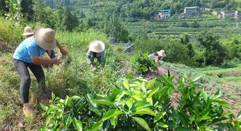 草甘膦：那些它无法征服的杂草