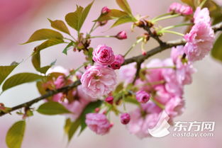 多肉开花的秘诀