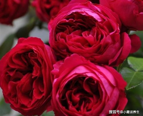 合理浇水，月季的滋润之源