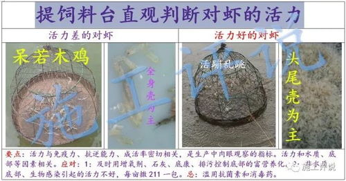 如何自制对虾发酵料降低养殖成本，减少虾病频发，实现高效养殖，节省30%成本？
