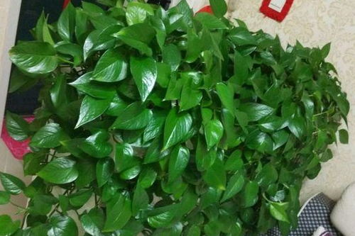 绿萝根系为什么会产生异味？