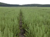 种子的千粒重， 是关键