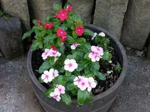 四季菊花，年开四季，养植易，爆款花卉必备！