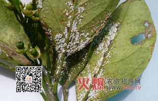 苹果树蚜虫的烦恼