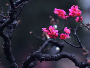 梅花养护时如何避免常见病虫害，提高梅花成活率