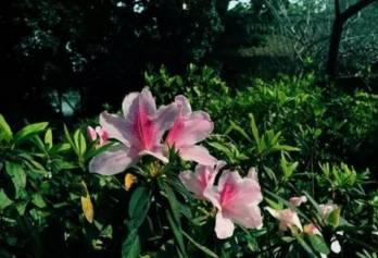 毛叶杜鹃，花儿的生命力