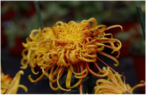 菊花：千姿百态， 韵味十足