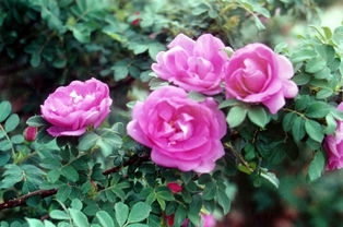 紫枝玫瑰：奇特的色彩之谜