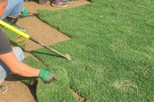 土壤处理，松软肥沃是关键