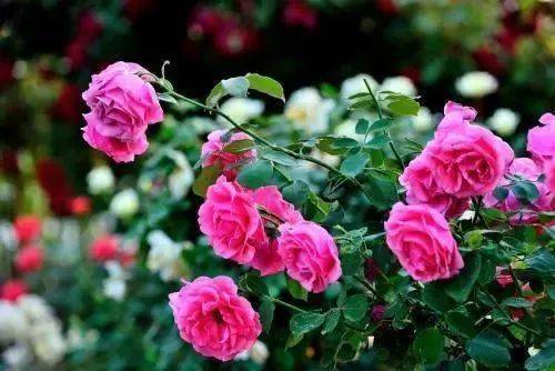 月季花的深情告别：品种揭秘