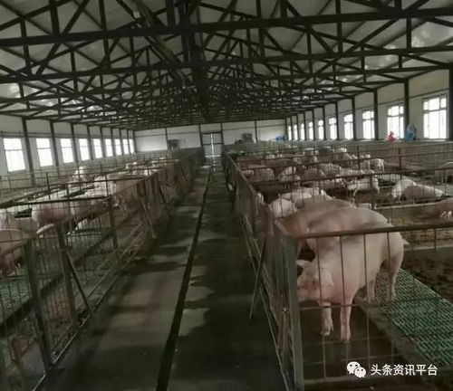 哈尔滨瑞杰生猪寄养合作社与公司合作代养，这种模式对养殖户有哪些具体利益和风险？