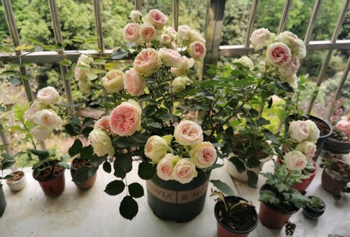 冬季盆栽月季修剪技巧