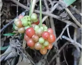 五味子的奥秘：是树还是藤？