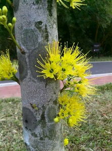 揭秘黄花开花树的秘密