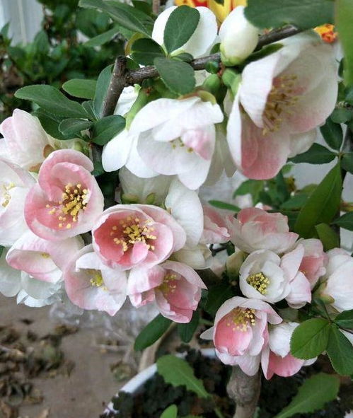 夏天浇水有讲究