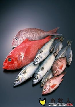 饲料油脂含量过高对鱼类生长有何影响？油脂氧化在饲料中会带来哪些危害？添加抗氧化剂有何作用？