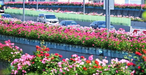 红从容、 黄从容月季批发价格大揭秘
