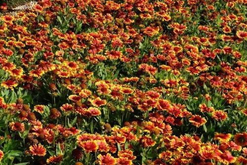 北方庭院的绿色装饰：几款耐寒花卉推荐